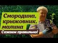 Как правильно сажать ягодные кустарники.  Смородина, крыжовник, малина