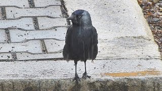 Kavka obecná - The western jackdaw (Corvus monedula) - Hlas / Voice