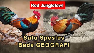 TYPES OF RED JUNGLE Fowl WITH DIFFERENT COLORED EARS || 2 Types of Red Jungle Fowl