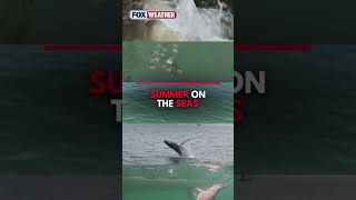 Summer on The Seas With FOX Weather
