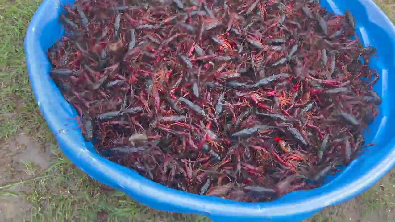 Seafood Boil | Cooking seafood crawfish boil