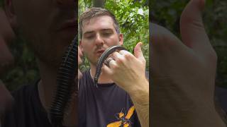 BIGGEST Millipede EVER?! #short #shorts #millipede