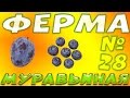 Муравьиная ферма - Муравьи едят ягоды - Дегустация