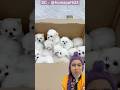 Anak anjing atau boneka??