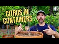 TIPS FOR PLANTING CITRUS TREES IN CONTAINERS TIPS FOR PLANTING CITRUS TREES IN CONTAINERS