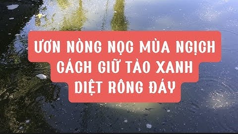 CÁCH ƯƠN ẾCH GIỐNG, TẠO TẢO XANH DIỆT RÔNG ĐÁY MÙA MƯA | NÒNG NỌC 5 NGÀY TUỔI