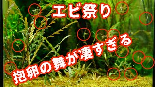 抱卵の舞が凄すぎて雑談が酷すぎるレッドチェリーシュリンプの動画 アクアリウム 熱帯魚 Youtube