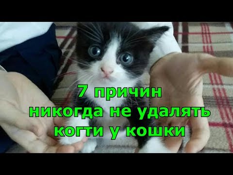 7 причин никогда не удалять когти у кошки.