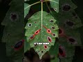 How Plants Secretly Talk Underground