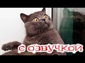 Приколы с котами! Смешные коты с ОЗВУЧКОЙ! СМЕШНЫЕ ЖИВОТНЫЕ 2022! Попробуй не засмеяться!