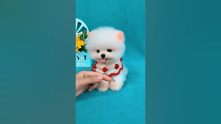So cute pomeranian puppy😍#animals #baby #shorts #viraltiktok #tiktok #dogs #cuteanimals #cutedog