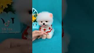 So cute pomeranian puppy😍#animals #baby #shorts #viraltiktok #tiktok #dogs #cuteanimals #cutedog