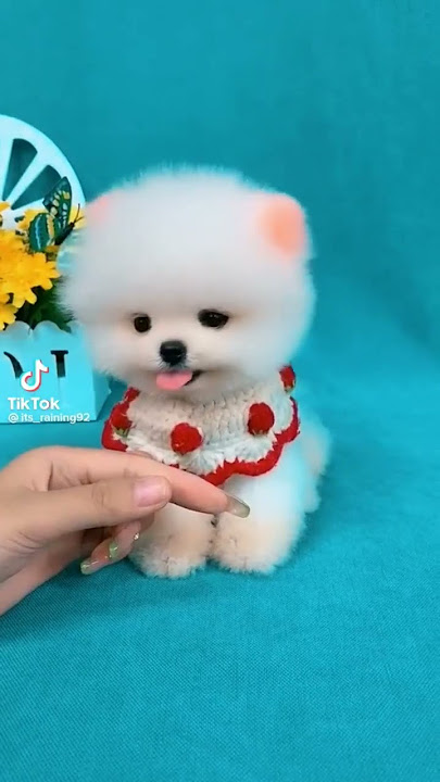 So cute pomeranian puppy😍#animals #baby #shorts #viraltiktok #tiktok #dogs #cuteanimals #cutedog