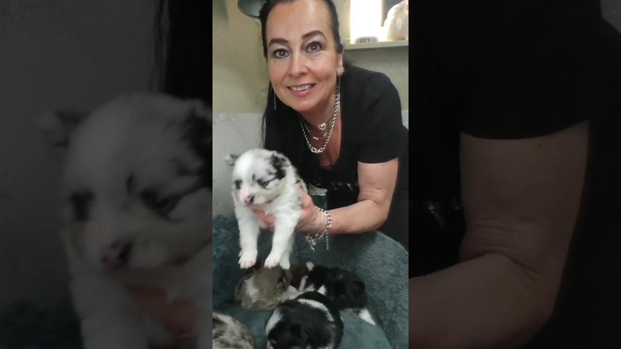 Heute ist der 30. Lebenstag, unserer Pomeranian Babys von Mama Natascha 🩷🩵🩷🩵🩷