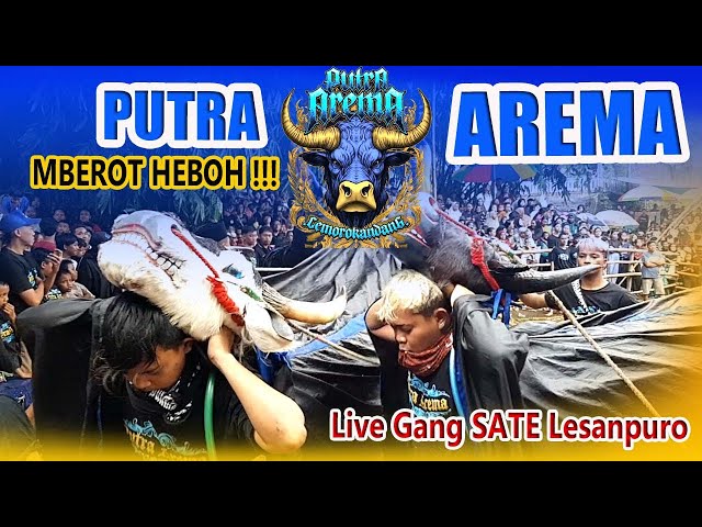 BANTENGAN KALAP PUTRA AREMA MBEROT PALING HEBOH | Live Gang Sate Lesanpuro class=