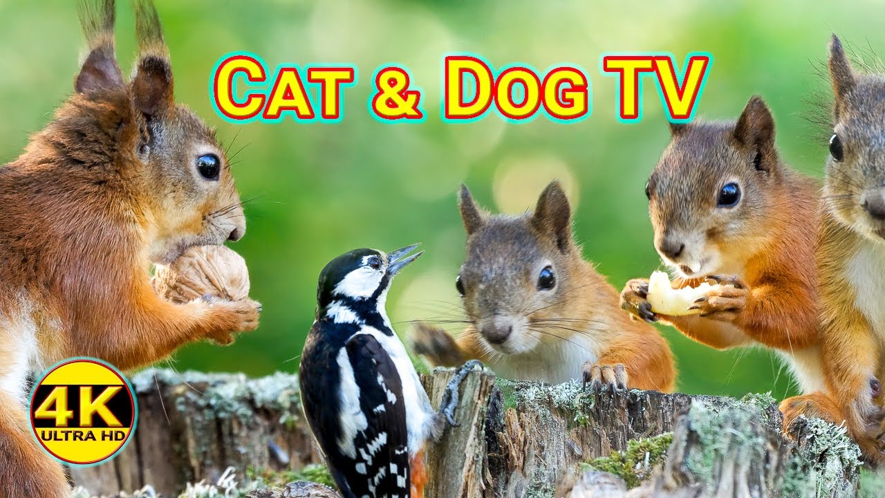 Cat dog tv morning with red squirrels 4k youtube