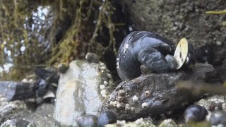 Invasive species and warming temperatures may be threatening mussel beds