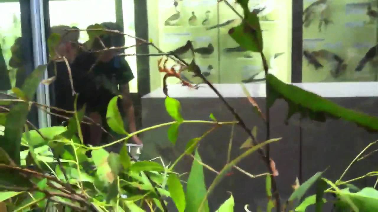 Stick insects at Queensland Musesm!