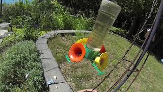 Slo mo Wasp vs hummingbird by AmaNature Video 1,768 views 5 years ago 38 seconds