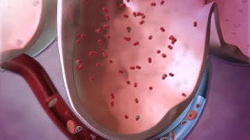 Alveoli and External Respiration: Learn@Visible Body