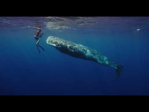 PATRICK AND THE WHALE - GRAND PRIZE WINNER INFF 2022