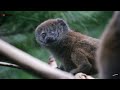 Baby lemur thriving after surviving life-saving operation