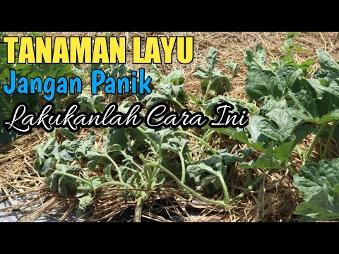 Video: Mengenal Alternaria Daun Tembikai: Cara Mengurus Tembikai Dengan Bintik Daun Alternaria