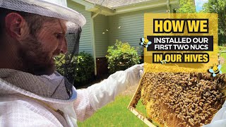 How We Installed Our First Two Nucs in Our Hives by Kummer Homestead 348 views 2 years ago 8 minutes, 8 seconds