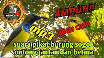 suara pikat burung sogon yang susah turun dan paham sama pulut