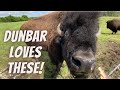 How To Move My Bison Herd In Minutes!!