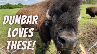 How To Move My Bison Herd In Minutes!!