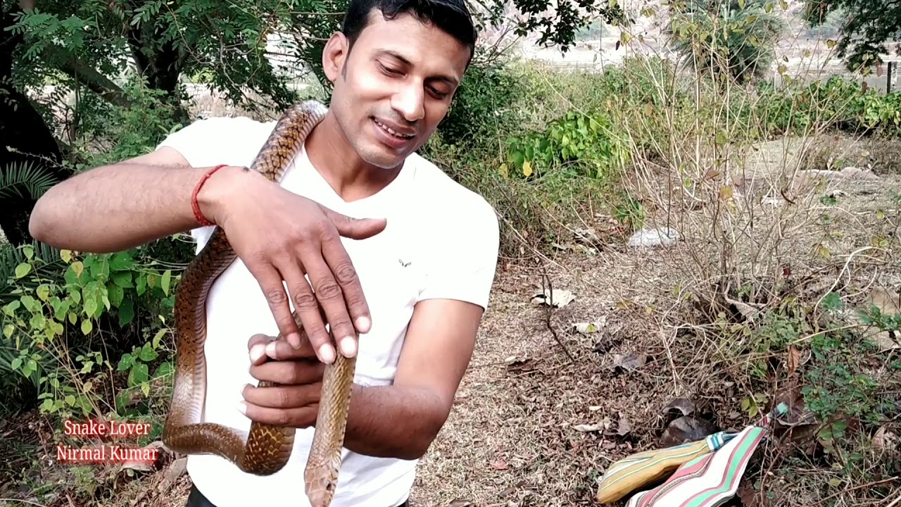 lover album lyrics Releasing Three snakes at Jamalpur Kali Pahari.