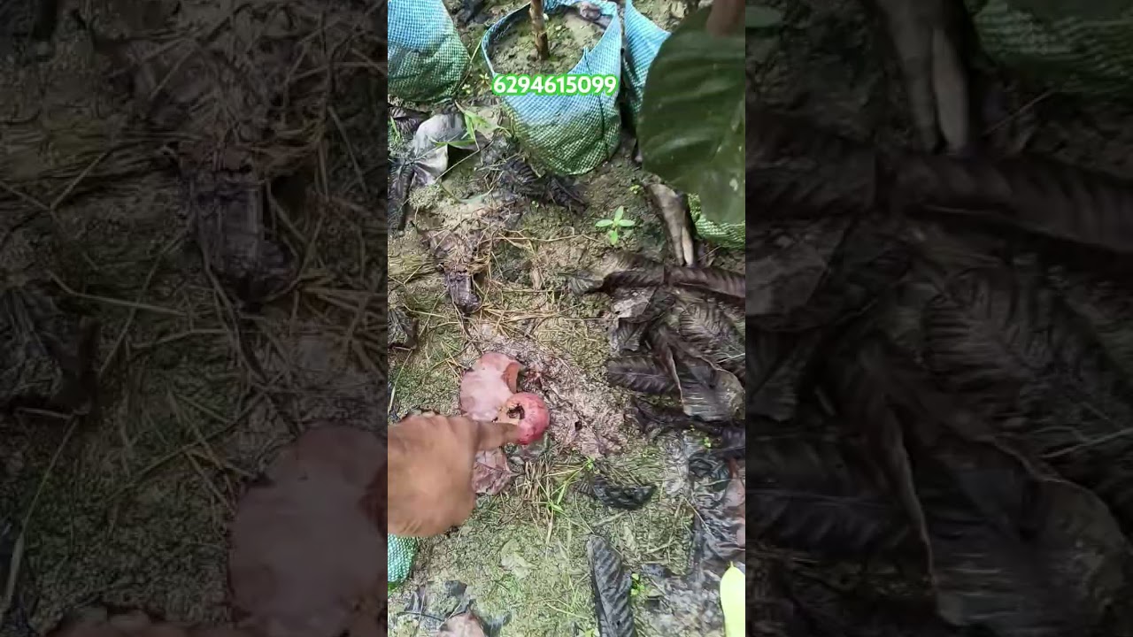 Black Diamond Guava Farming In India/Thailand Fruit Plant Nursery