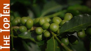 The Top Ten Coffee Producing Countries in the World The Top Ten Coffee Producing Countries in the World