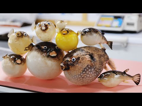 복어로 박제만드는거 보셨나요?/복어 회뜨기/복사시미/stuffed Puffer fish, blowfish, pupperfish toxic cleaning