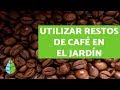 CAFÉ como ABONO PARA PLANTAS - USOS del CAFÉ en el HUERTO