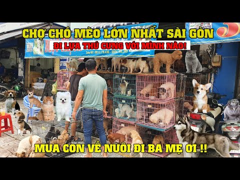 Video: 10 lý do đó là lỗi của con chó của tôi tôi là độc thân