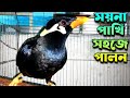 Easy rearing method of myna bird myna bird food myna bird hill myna bird