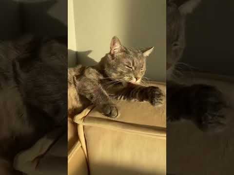 Насколько можно оставлять кота одного дома? 🙀#shorts #кот #котики #кошки