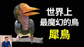 再不看就要看不著了！世界上最詭異的鳥正瀕臨滅絕！犀鳥的瘋狂真相……【老肉雜談】#知識 #動物 #科普 #鳥 #生物