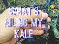 Why Does My Kale Ail Why Does My Kale Ail