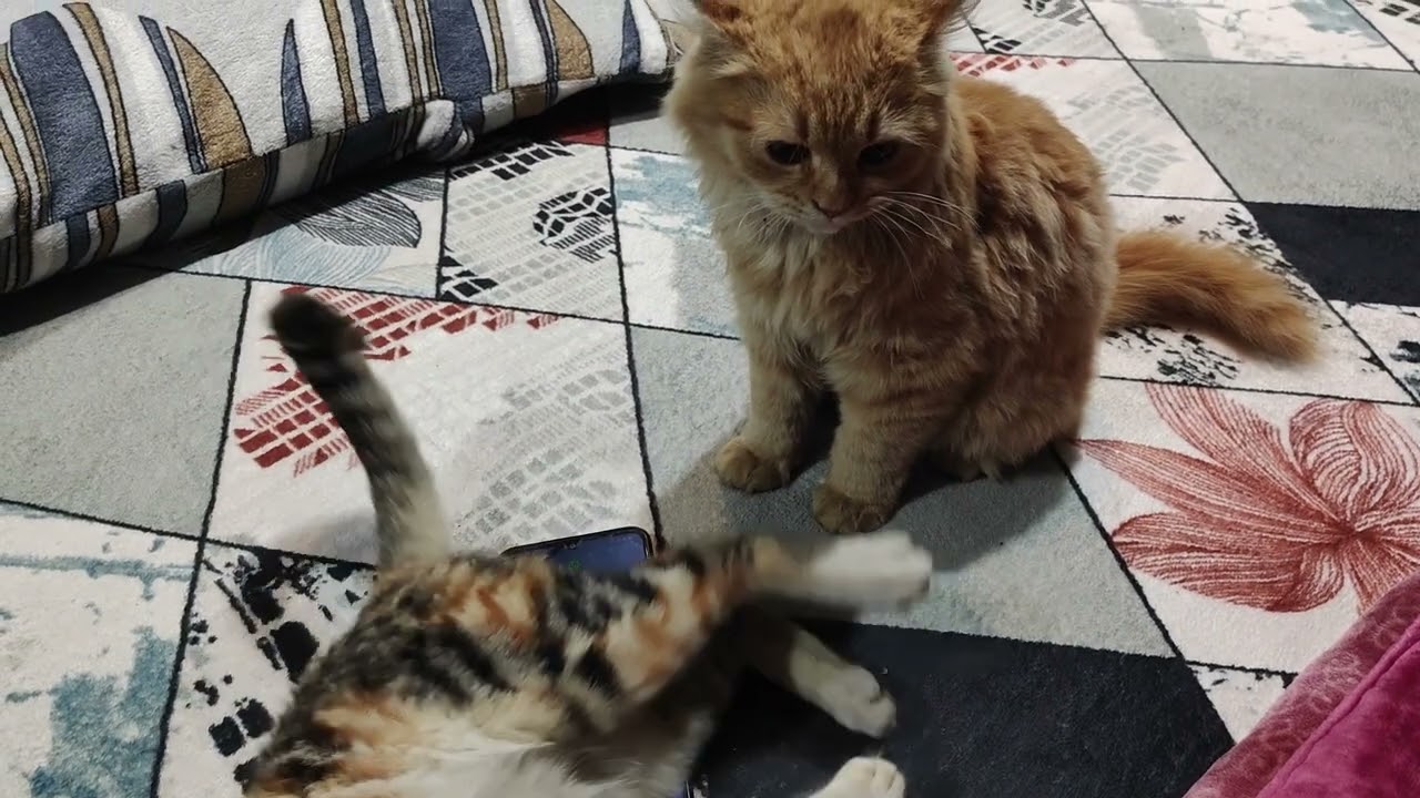 Cat ki larai dekho #viral #cat #funny 