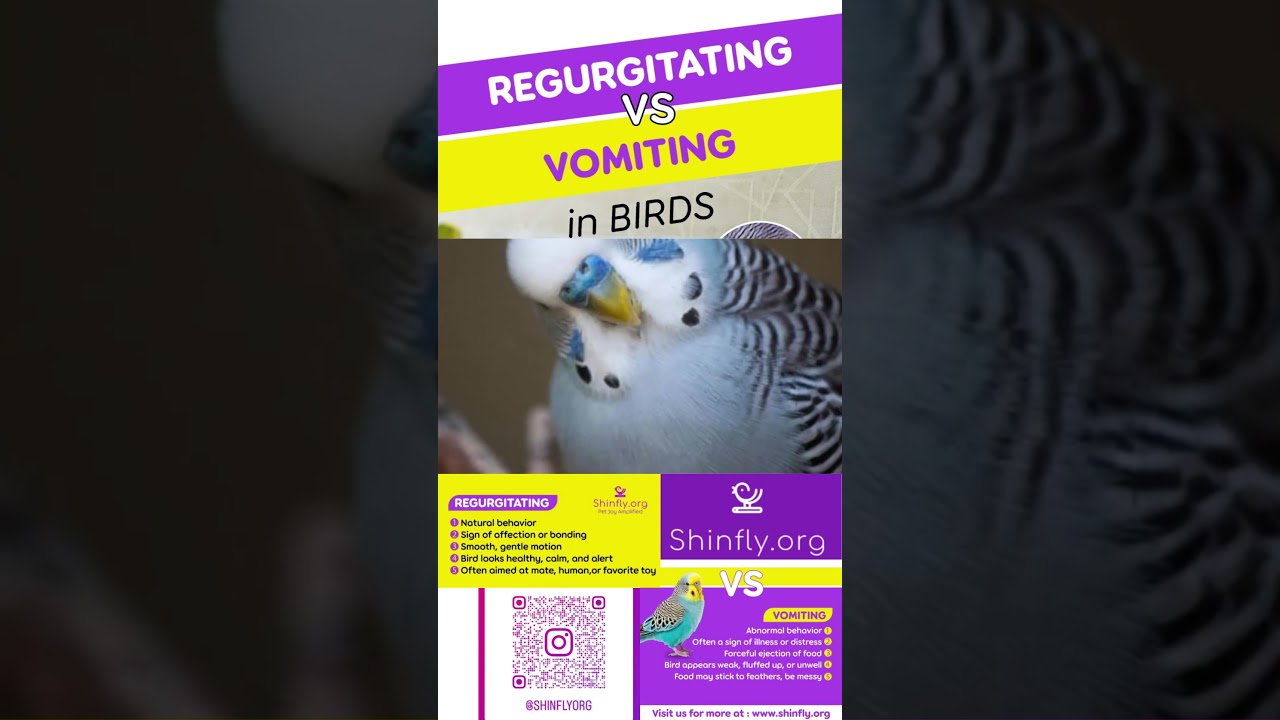 Learn bird keeping and health tips - regurgitating vs vomiting in birds and budgies
