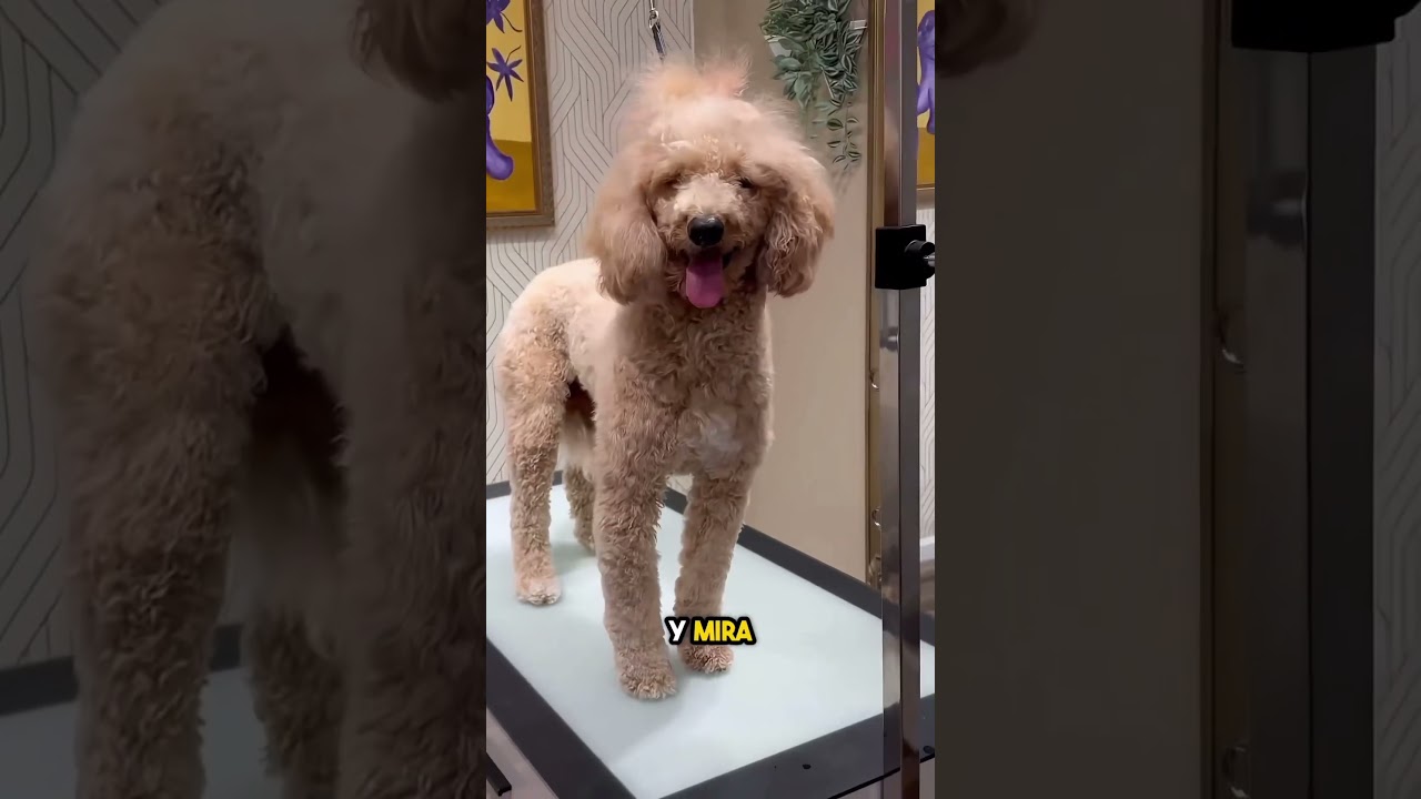 La mejor peluquera del mundo 😳❤️