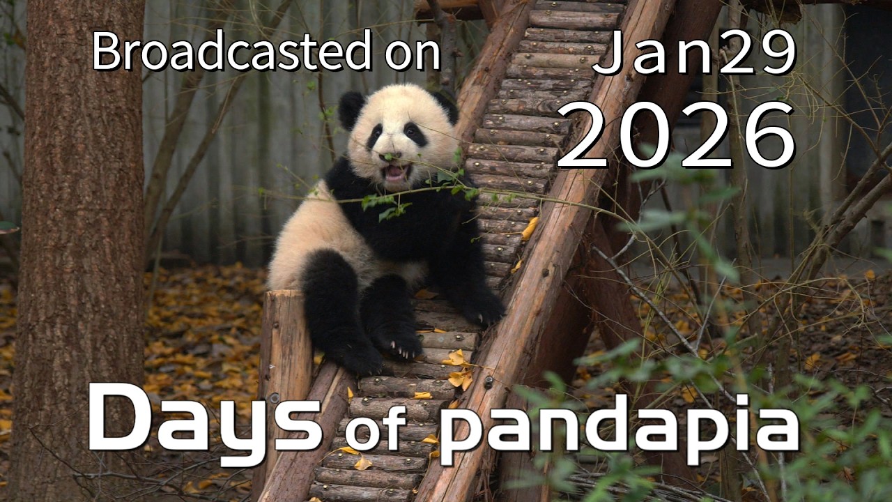 20260129 Основные моменты трансляции 02