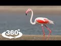 FLAMING RÓŻOWY (GREATER FLAMINGO) - ZOO CHORZÓW 360° (VR)