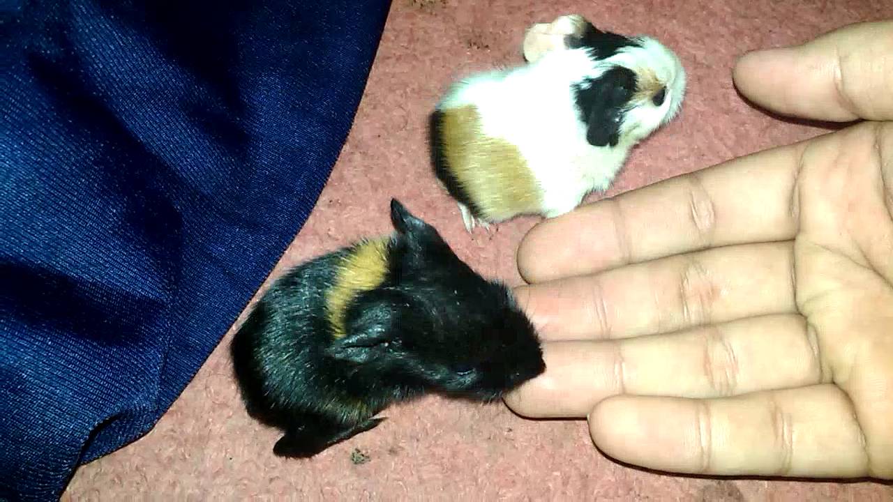 Guinea Pig Black White 1 Day Youtube