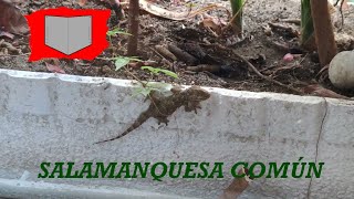 Salamanquesa Común. Tarentola Mauritanica