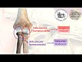 L4 | Biomécánica del codo | Anatomía 2 | FMed UBA