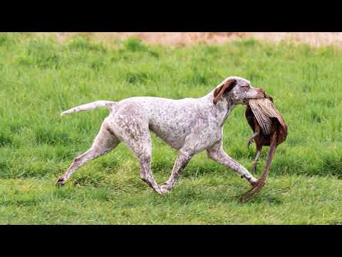 Braque Du Bourbonnais